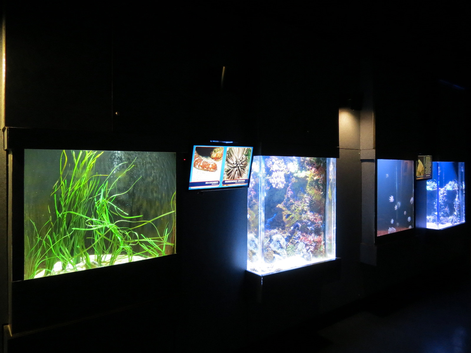 ARC - Tropical Reefs - Exhibit Room