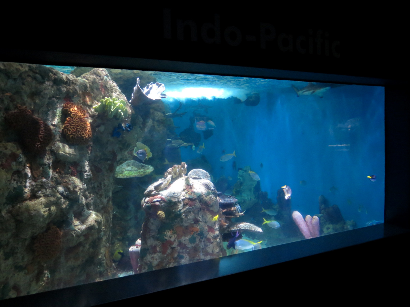 ARC - Tropical Reefs - Indo-Pacific Exhibit