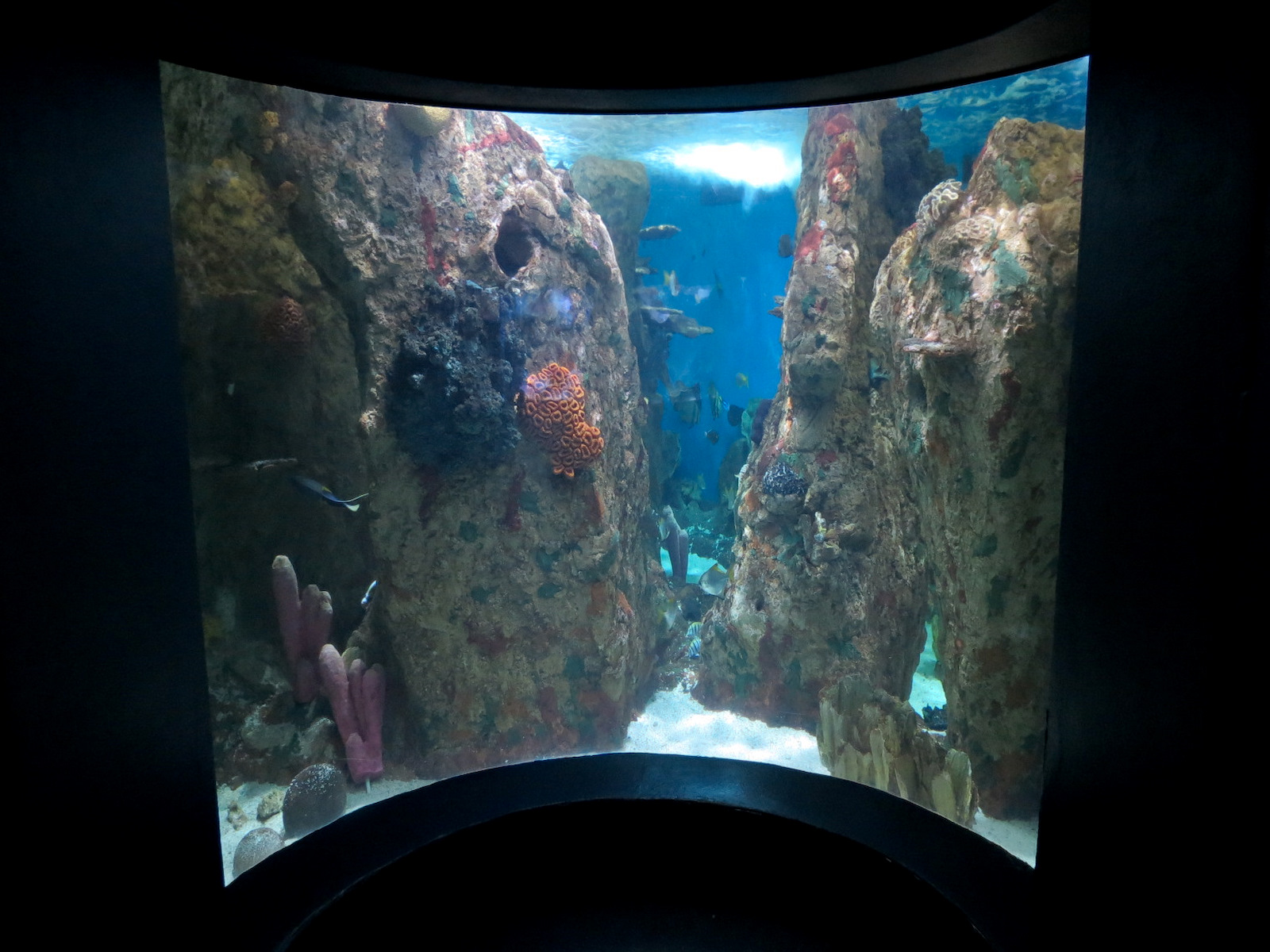ARC - Tropical Reefs - Indo-Pacific Exhibit