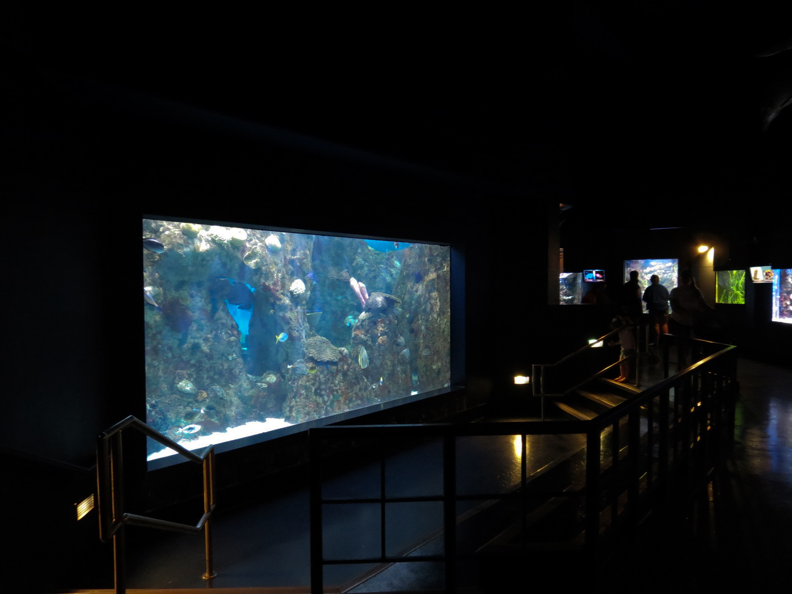 ARC - Tropical Reefs - Indo-Pacific Exhibit