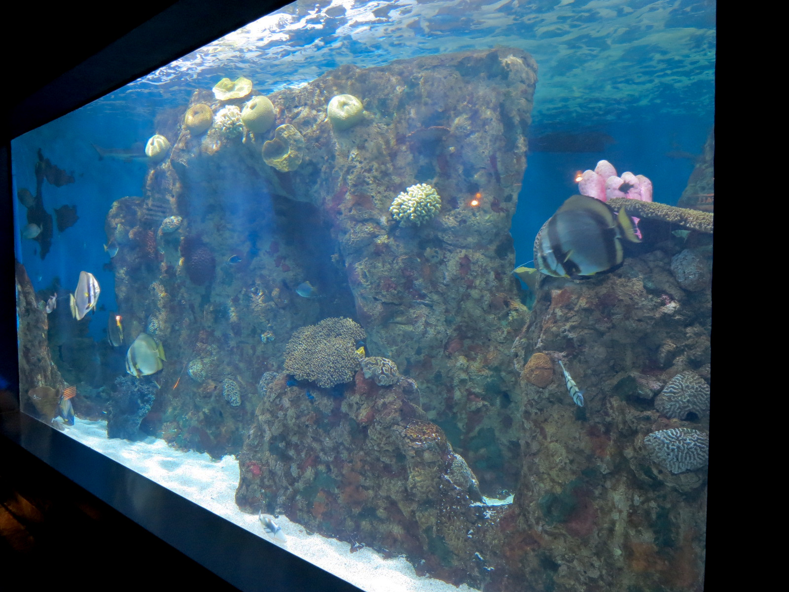 ARC - Tropical Reefs - Indo-Pacific Exhibit