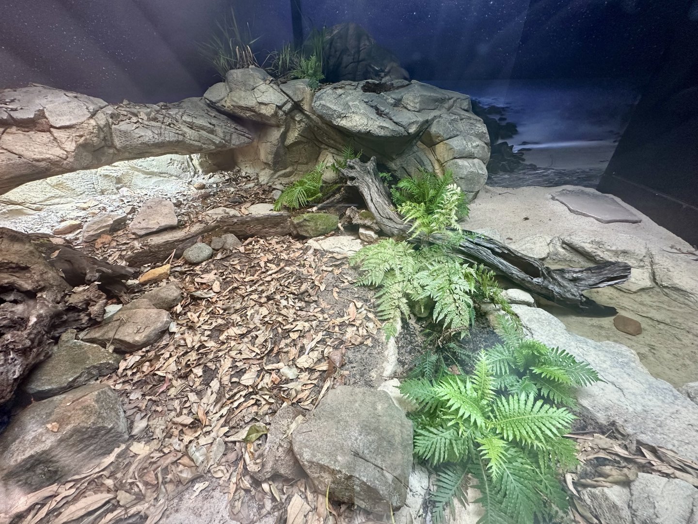 ARC - Tuatara Exhibit