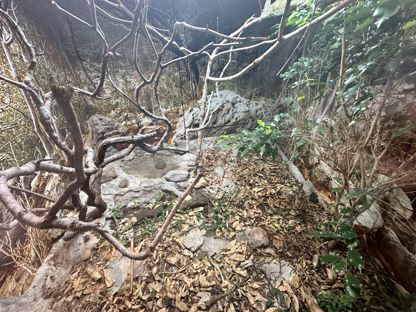 ARC - Veiled Chameleon Exhibit