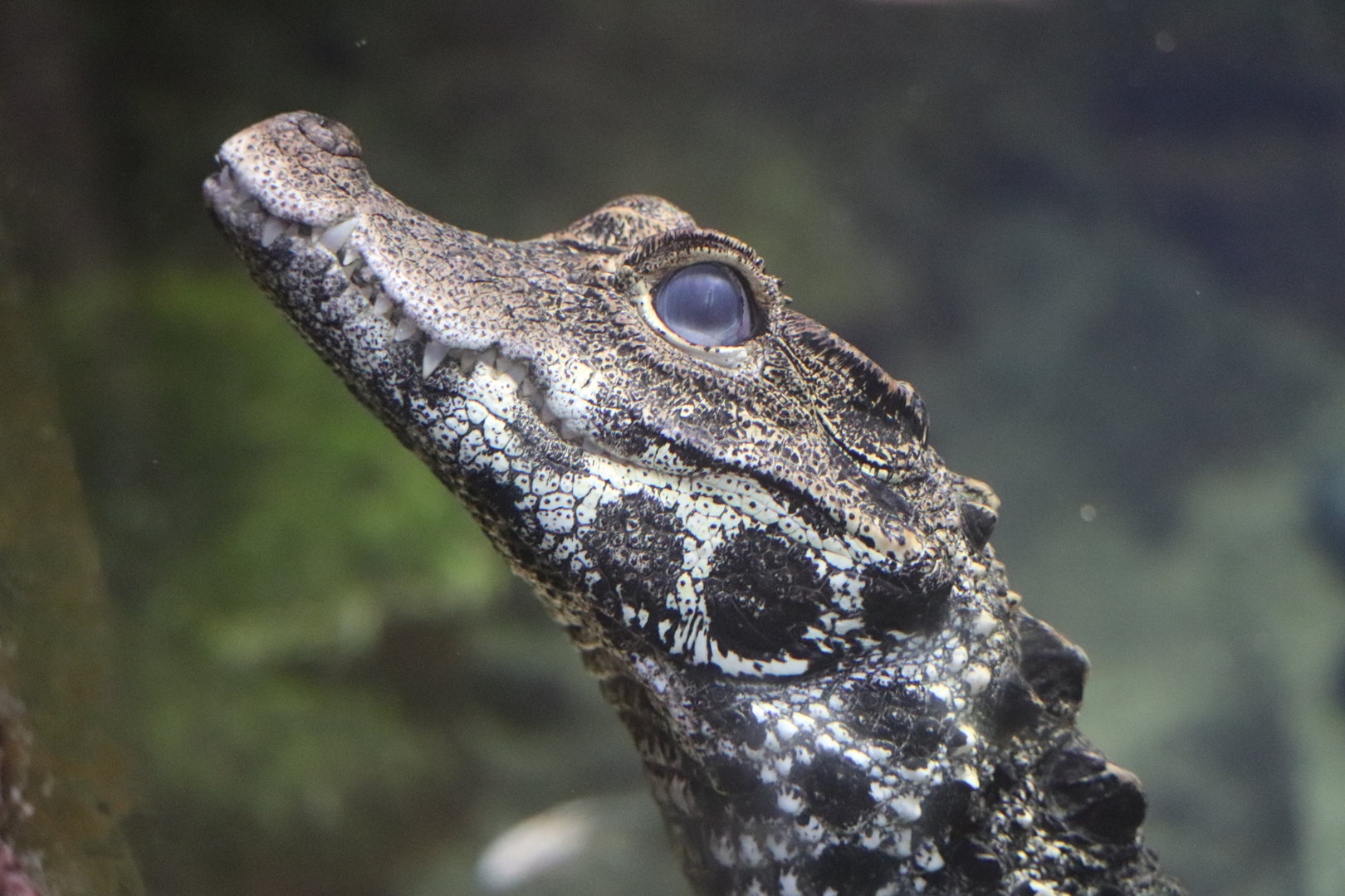 ARC - West African Dwarf Crocodile
