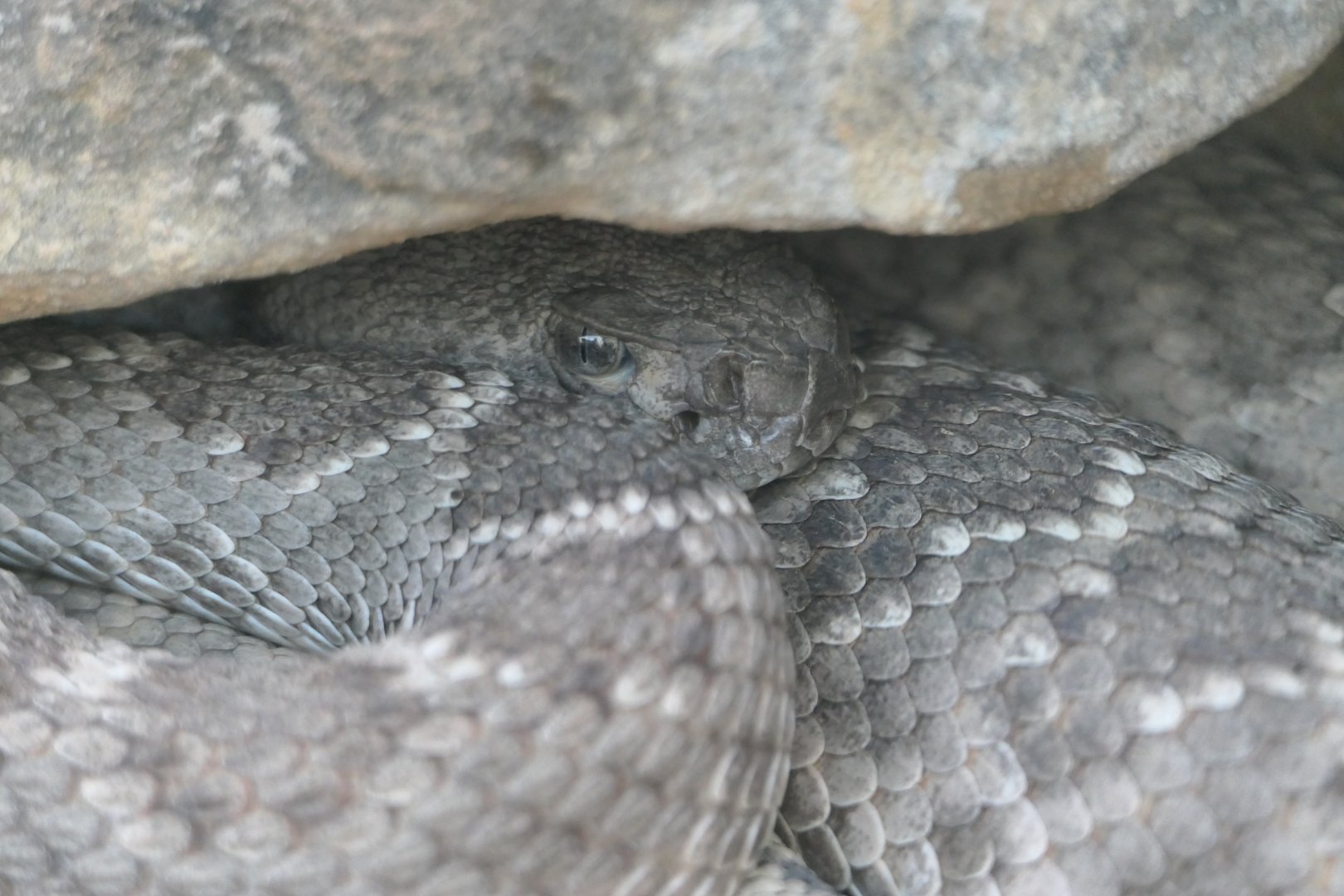 ARC - Western Diamondback Rattlesnake