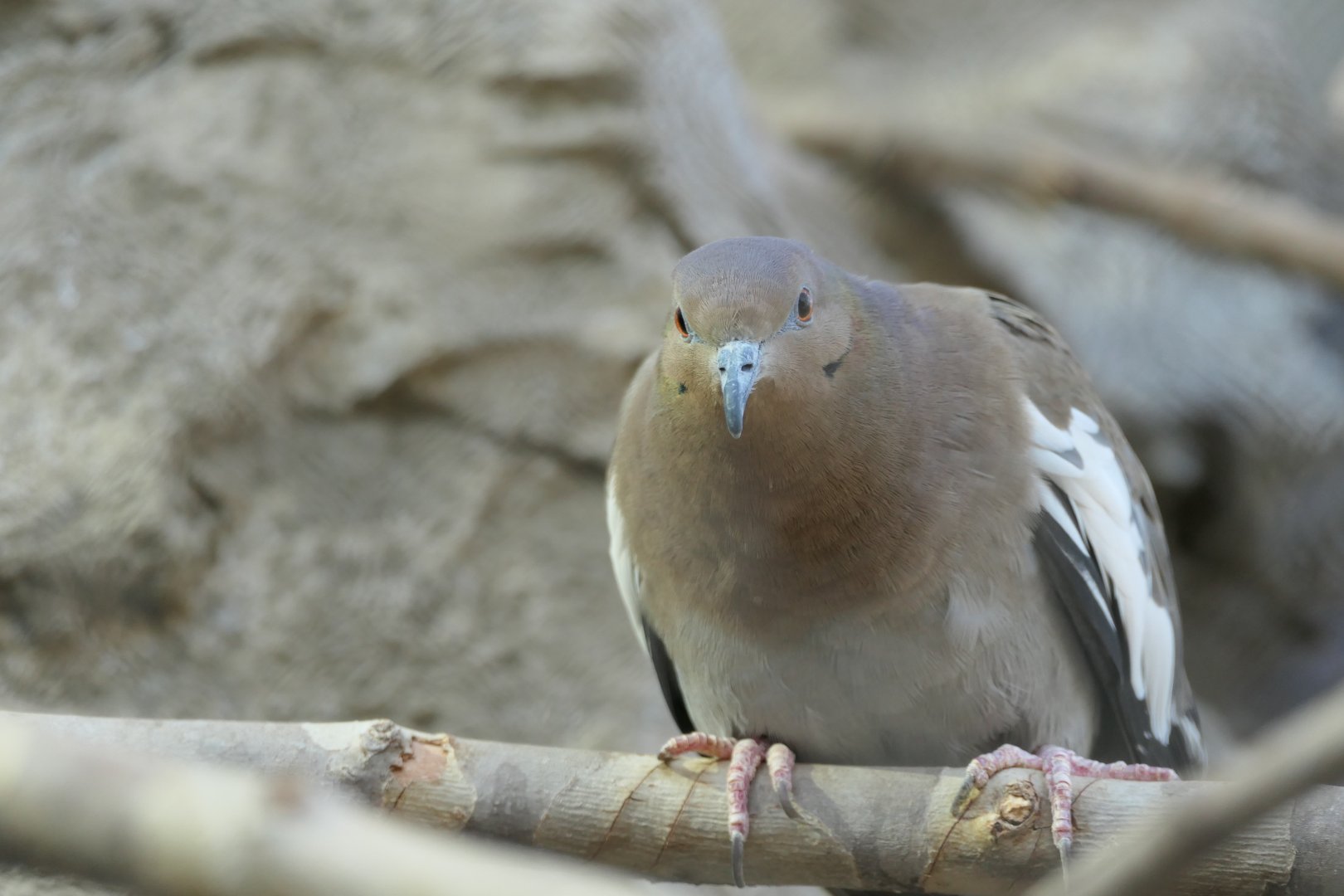 ARC - White-winged Dove