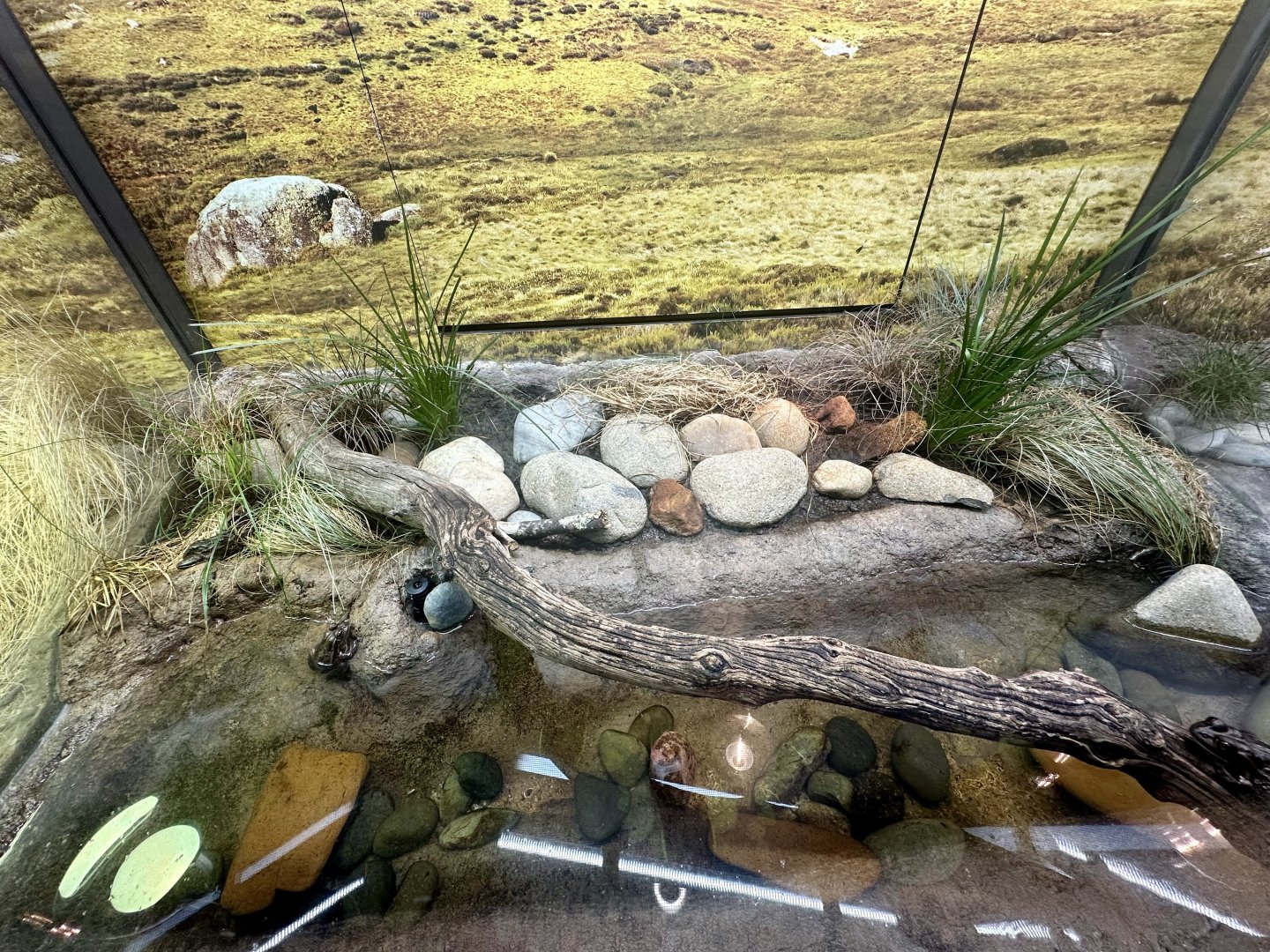 ARC - Yellow-spotted Bell Frog Exhibit