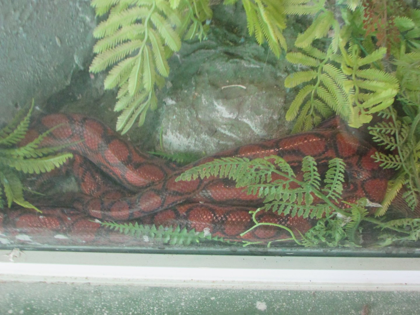 Arca do Noah - Amazon rainbow boa