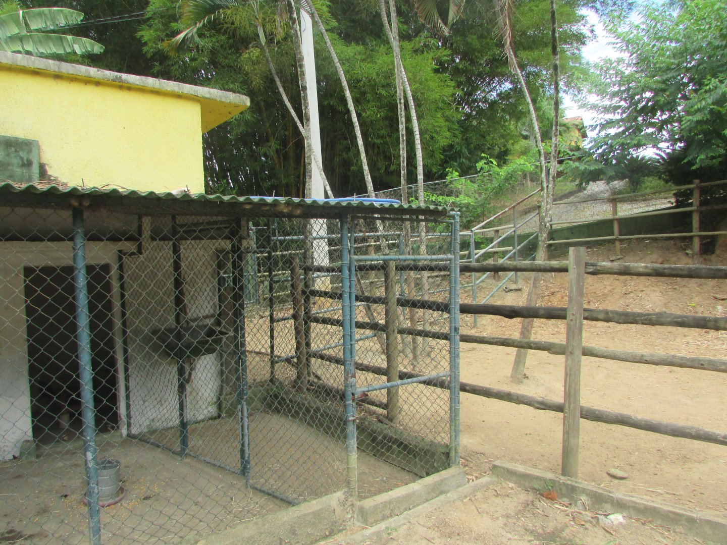 Arca do Noah - backstage pen for cattle