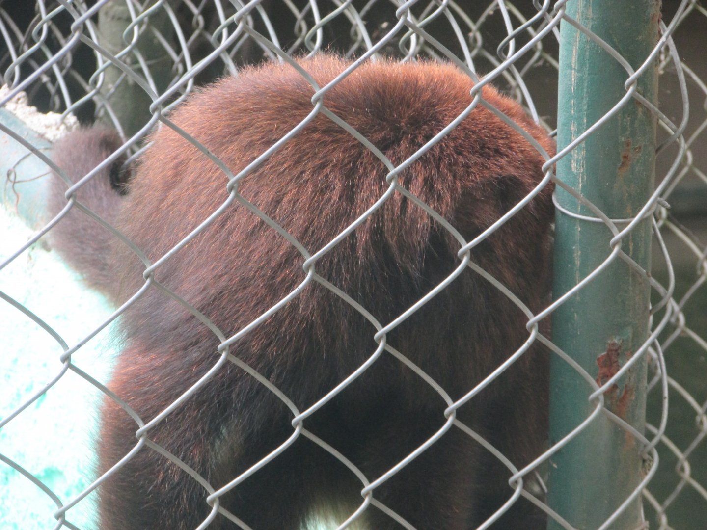 Arca do Noah - Brown howler