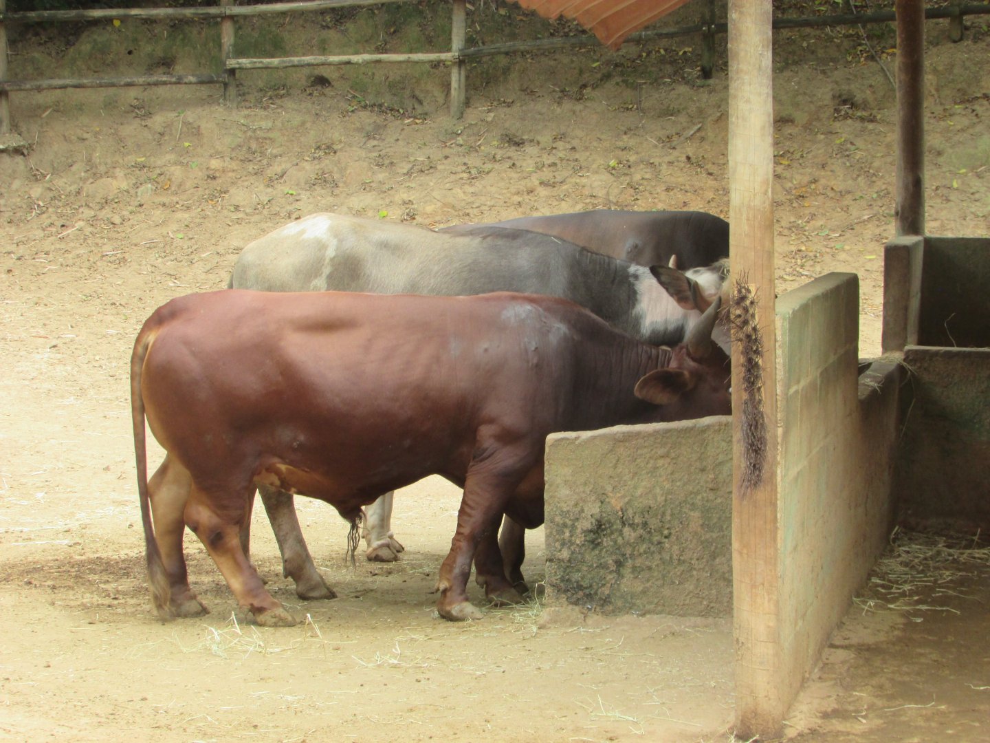 Arca do Noah - Cattle and pied buffalo