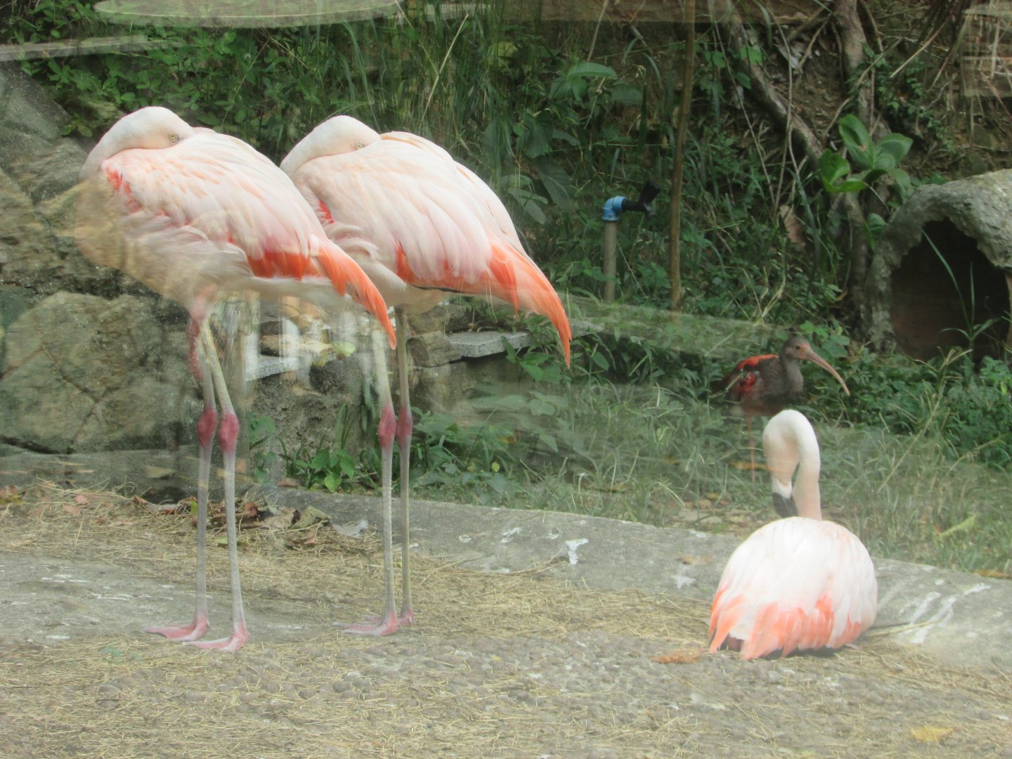 Arca do Noah - Chilean flamingos and scarlet ibis