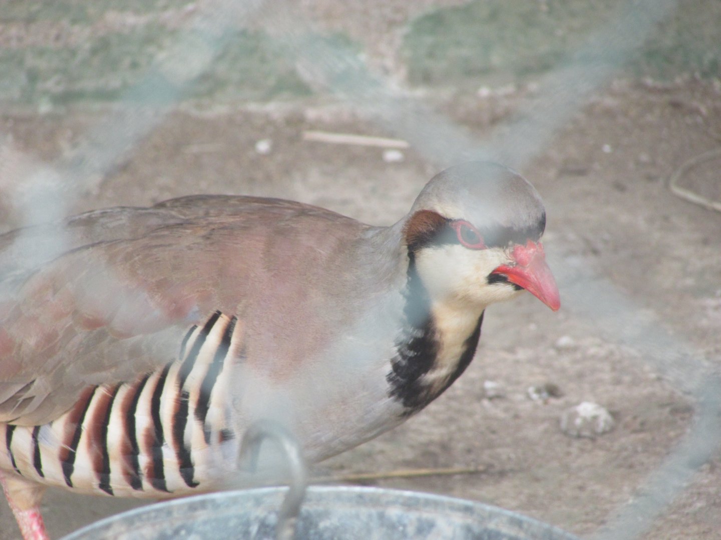 Arca do Noah - Chukar partridge