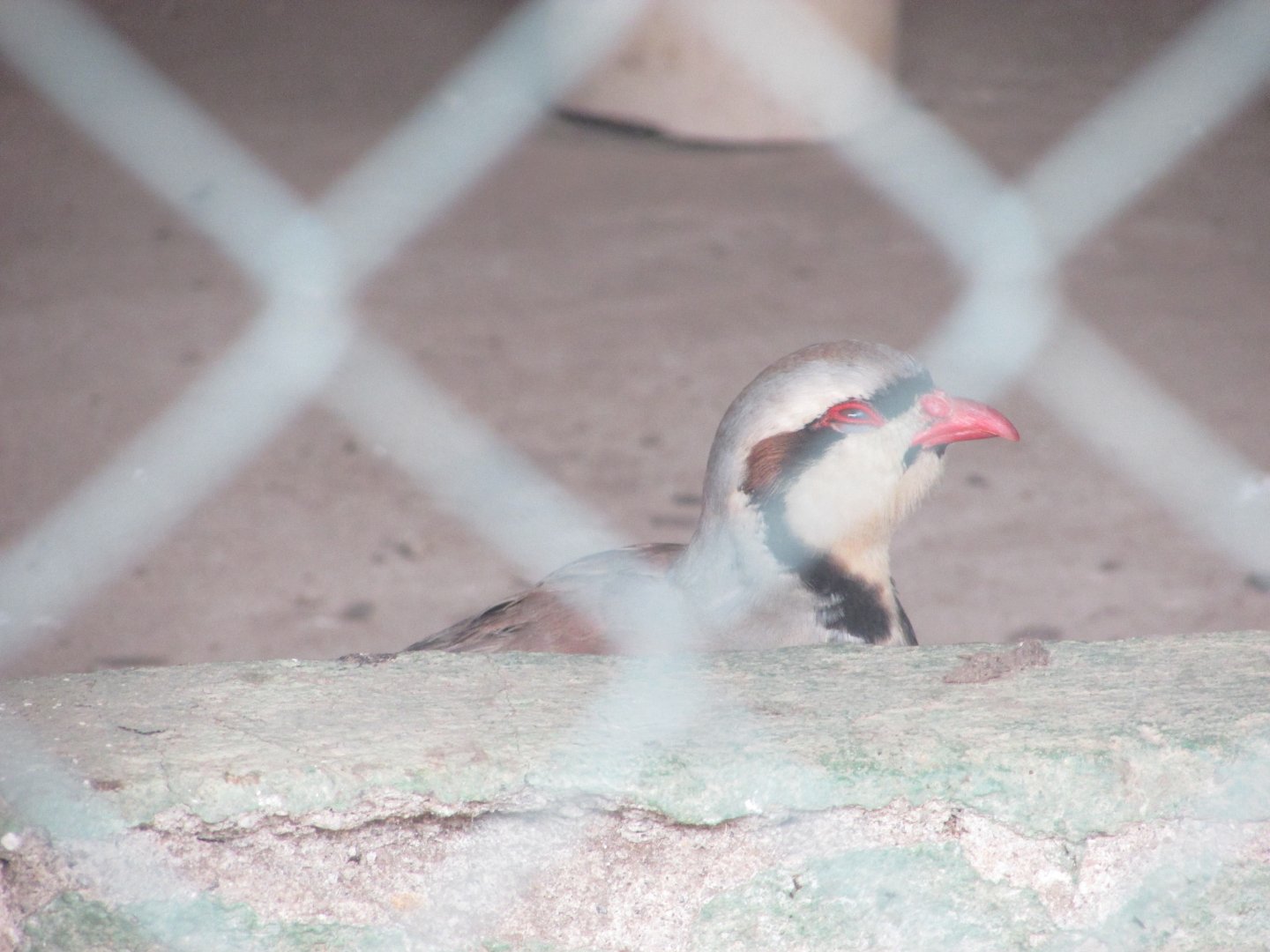 Arca do Noah - Chukar partridge