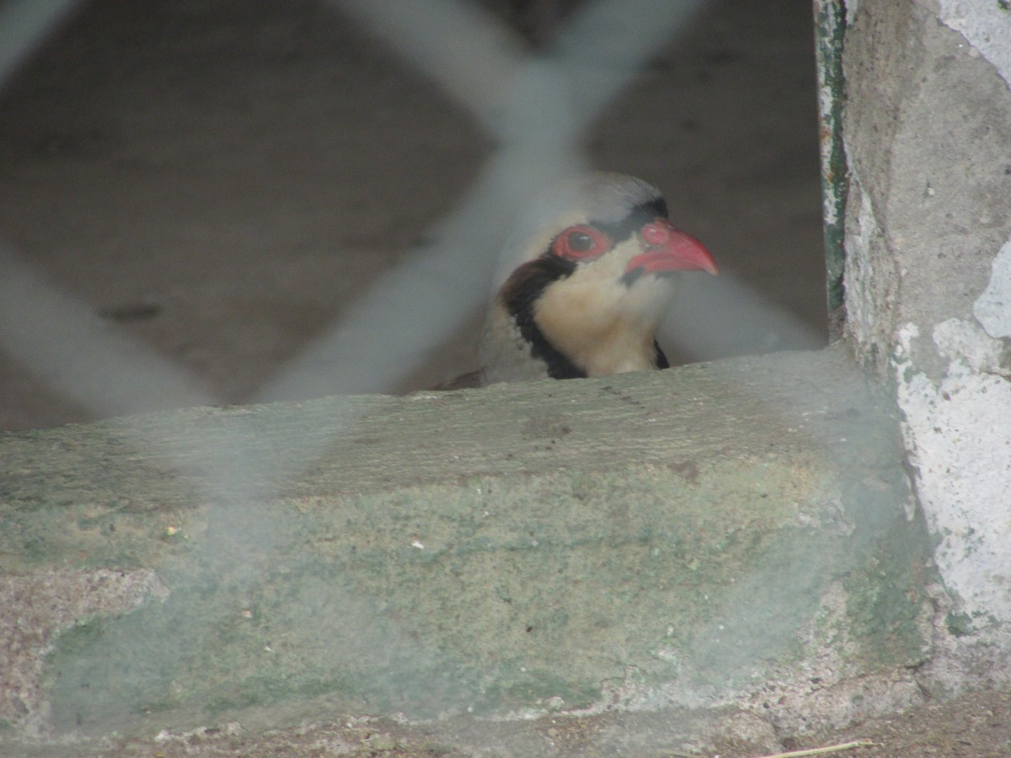 Arca do Noah - Chukar partridge