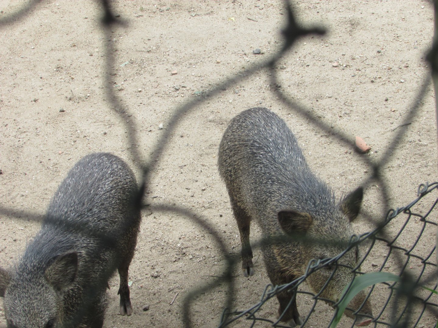 Arca do Noah - Collared peccaries