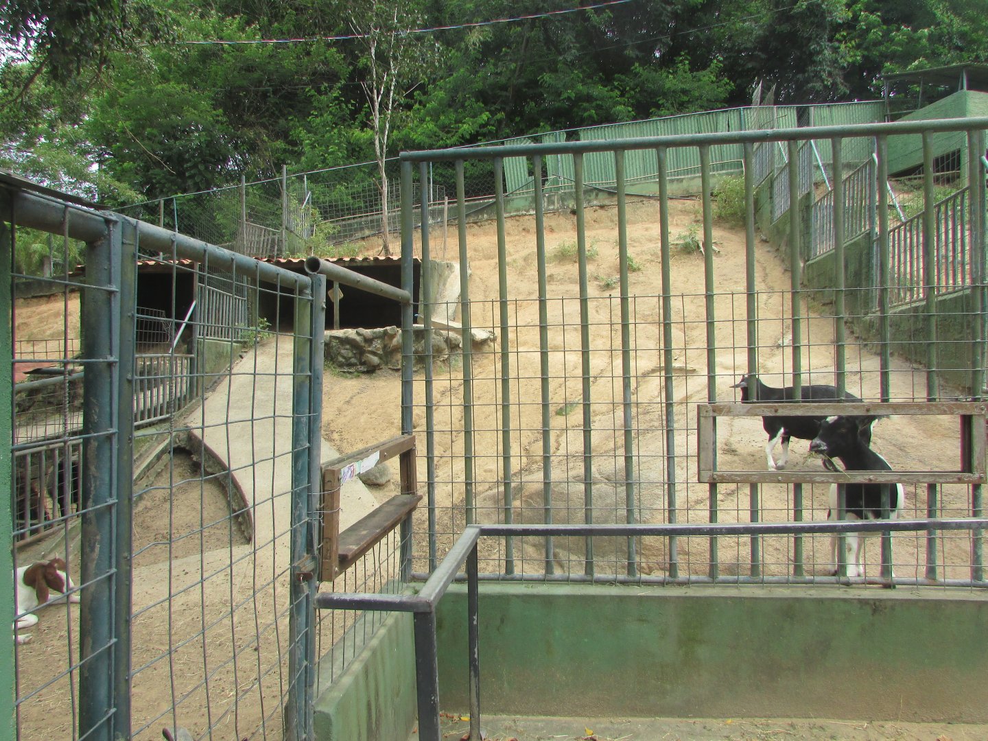 Arca do Noah - Goat pen