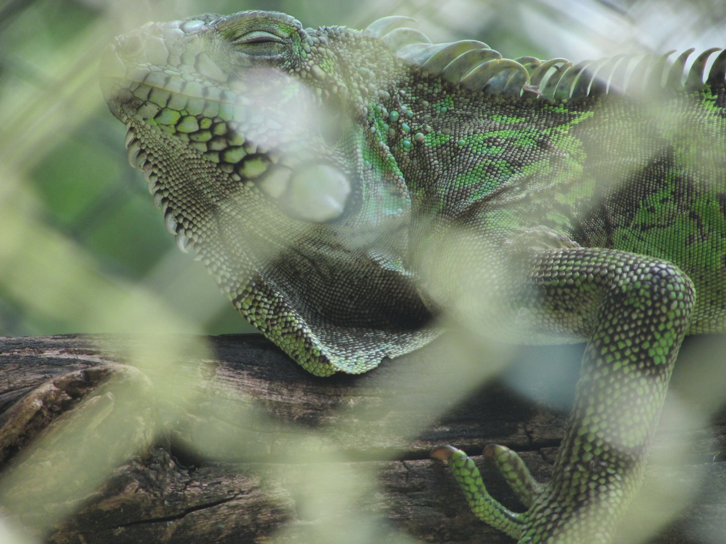 Arca do Noah - Green iguana