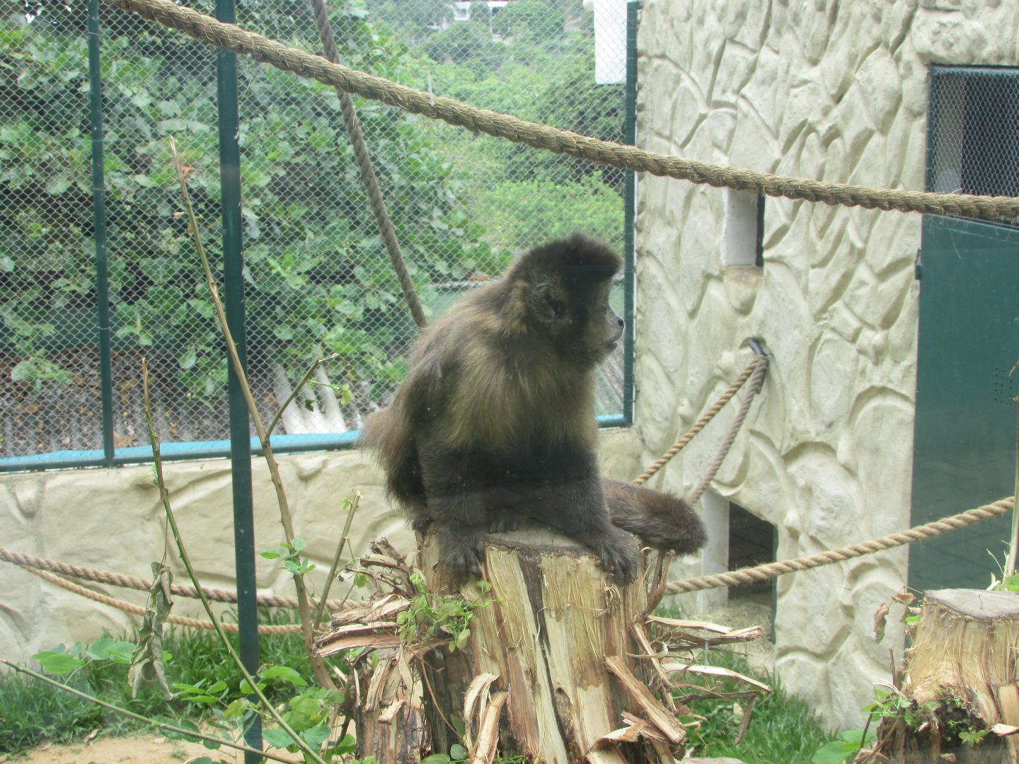 Arca do Noah - Horned capuchin