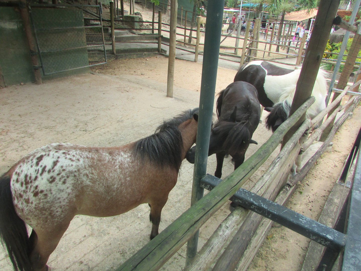 Arca do Noah - Horses