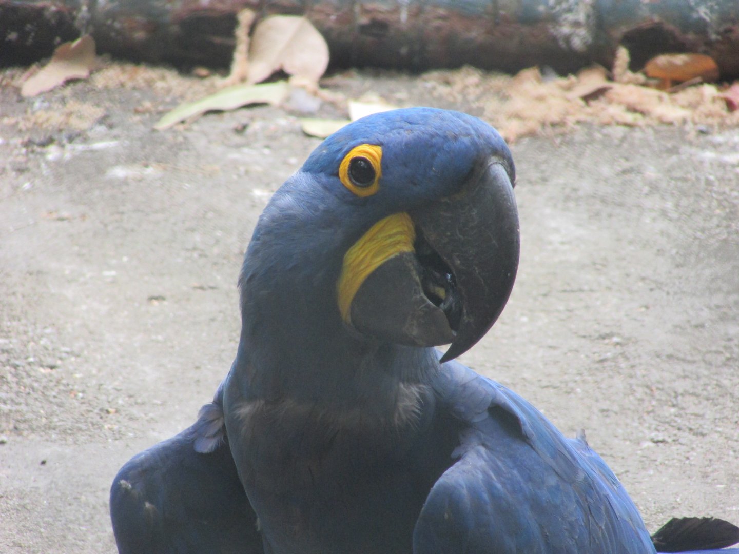 Arca do Noah - Hyacinth macaw