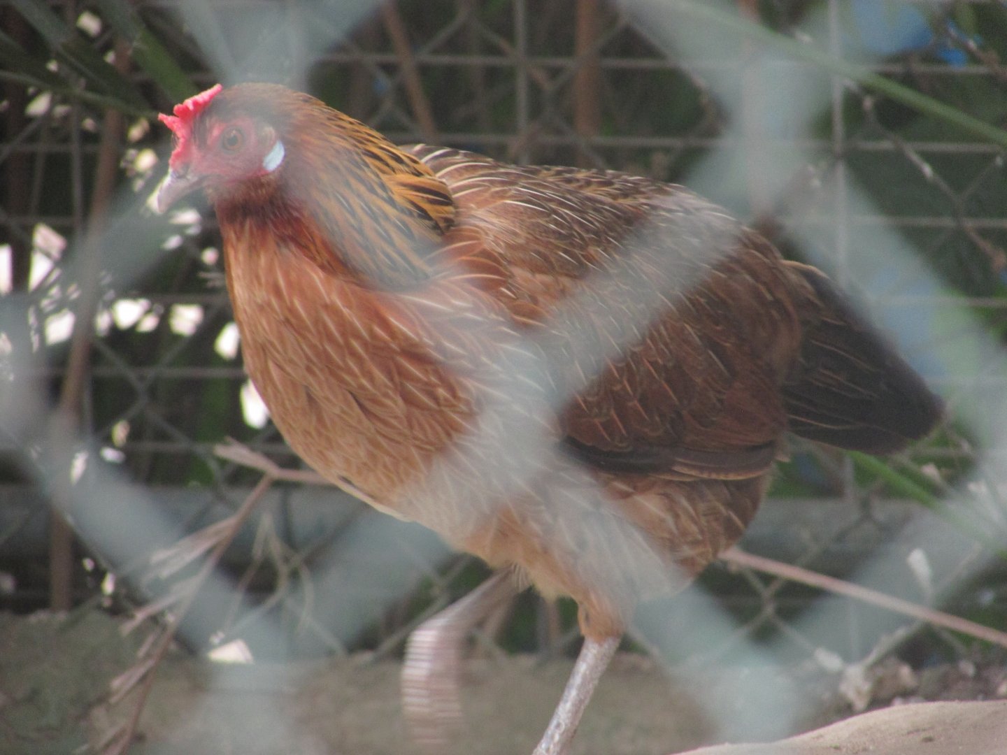 Arca do Noah - Hybrid junglefowl?