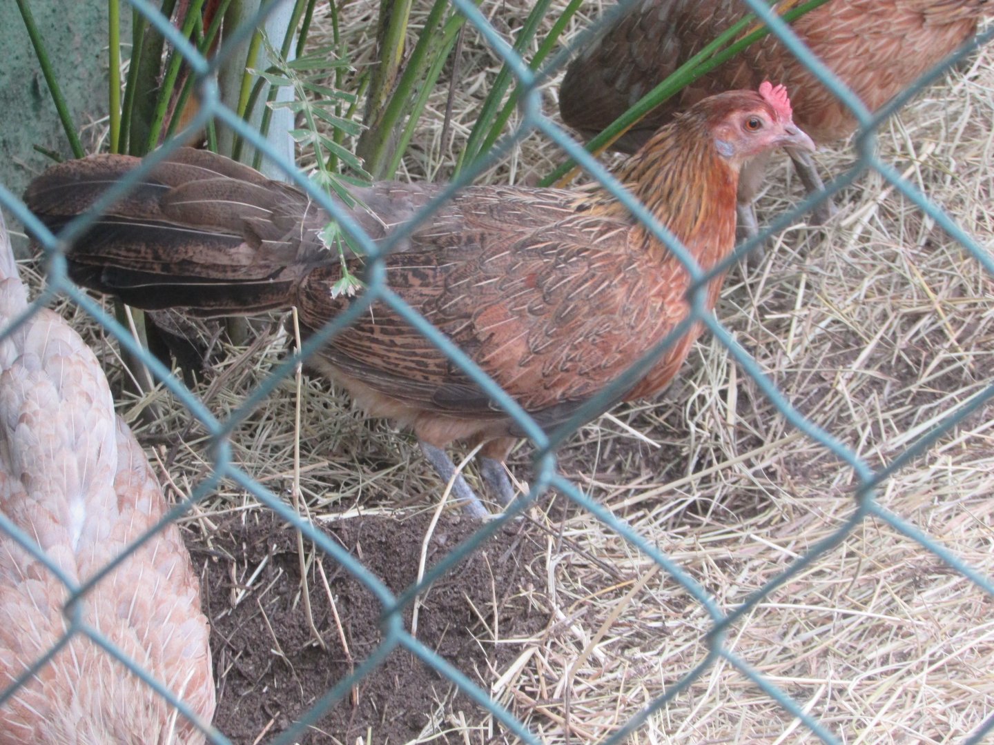 Arca do Noah - Junglefowl?