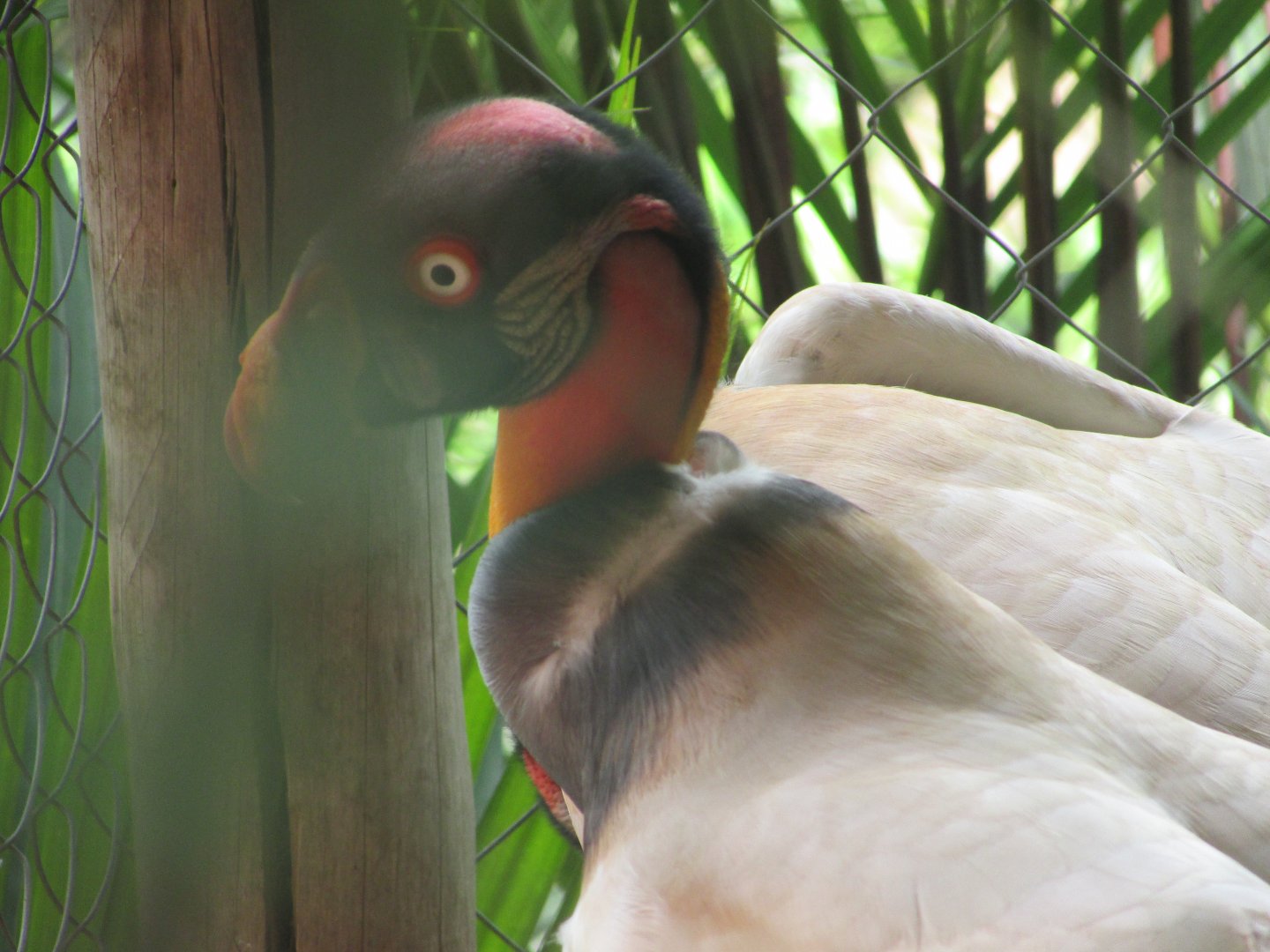 Arca do Noah - King vulture