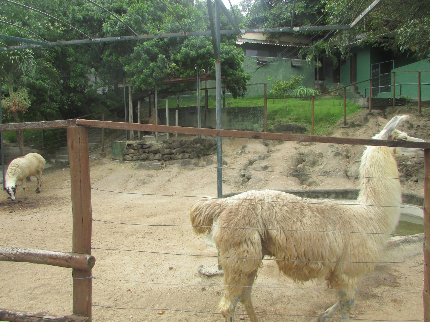 Arca do Noah - Llama pen