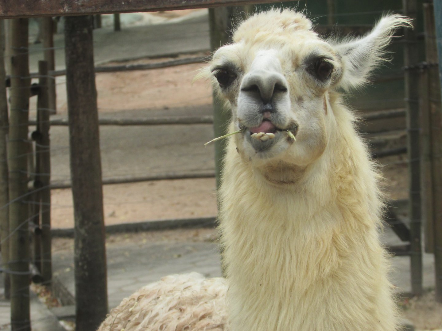 Arca do Noah - Llama