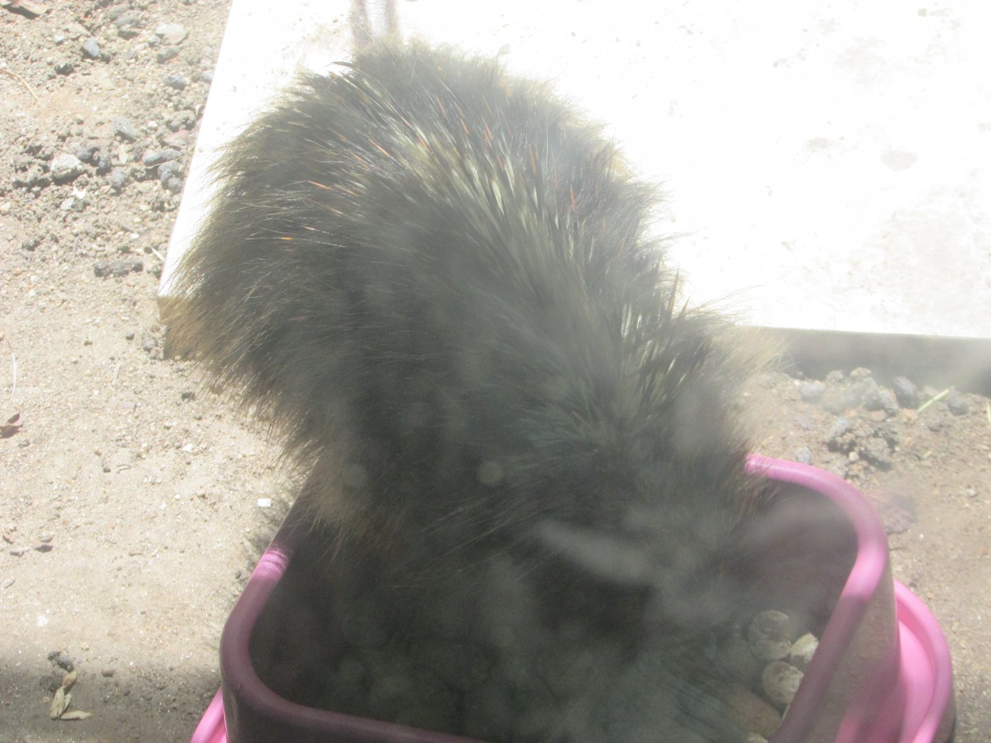 Arca do Noah - Paraguayan hairy dwarf porcupine