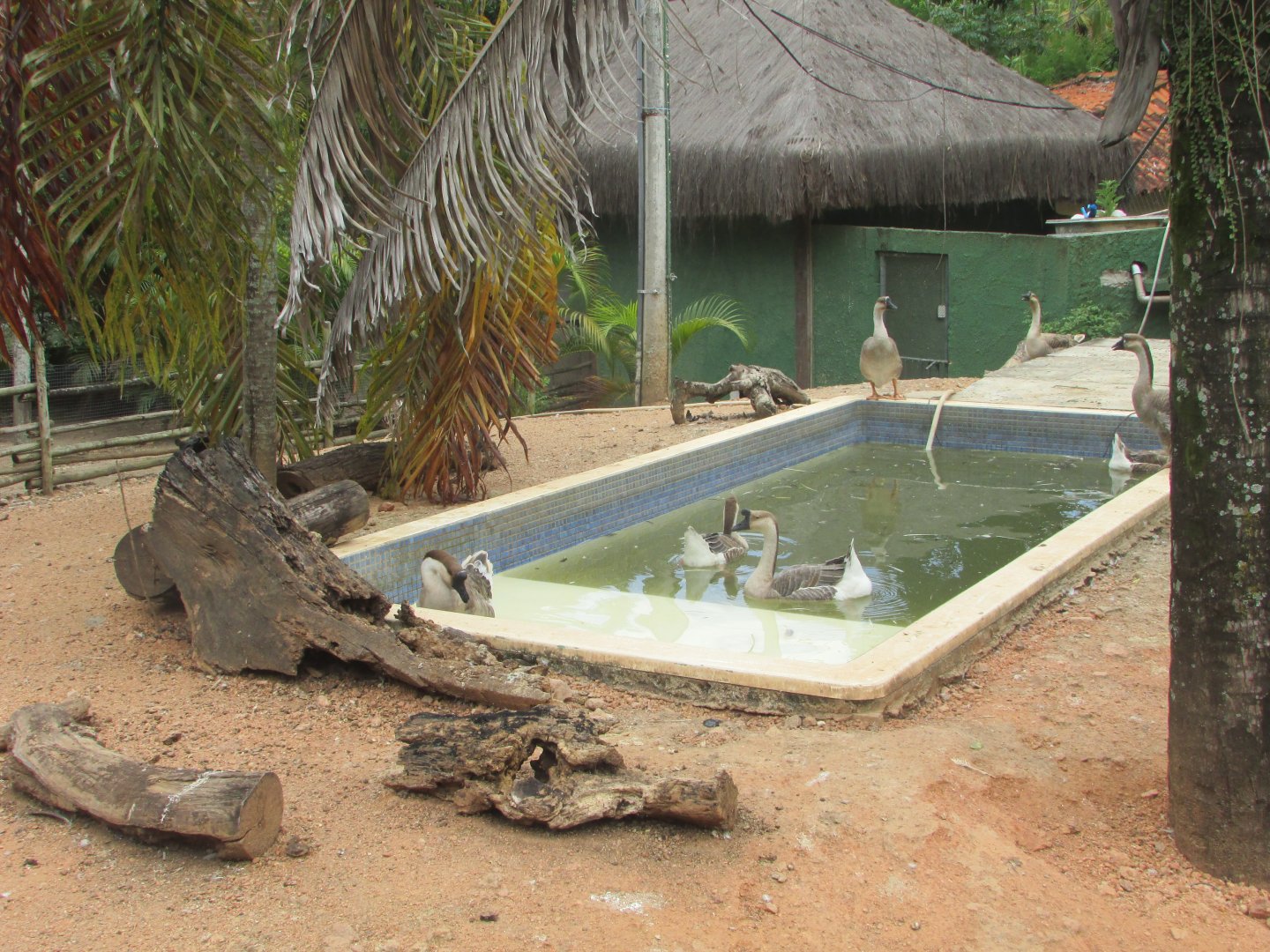Arca do Noah - Part of waterfowl enclosure