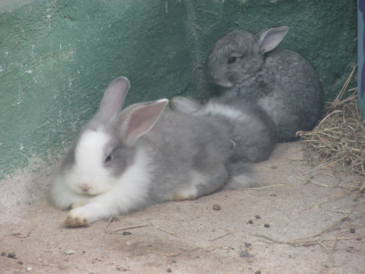 Arca do Noah - Rabbits