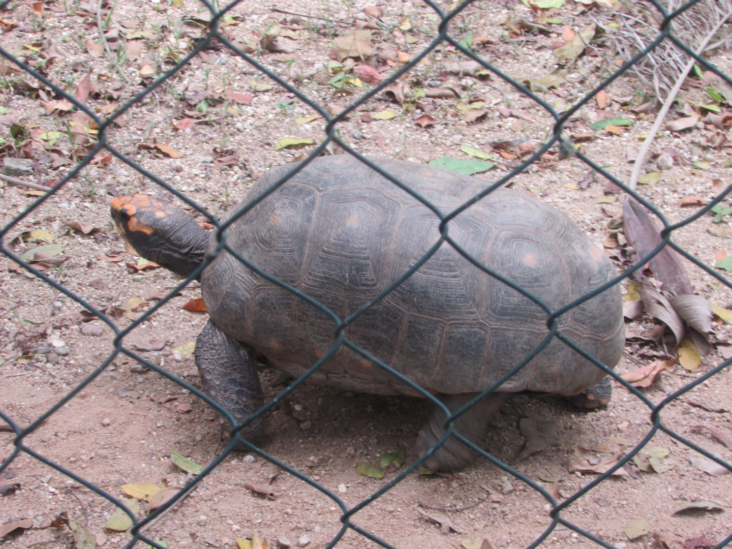 Arca do Noah - Red-footed tortoise?