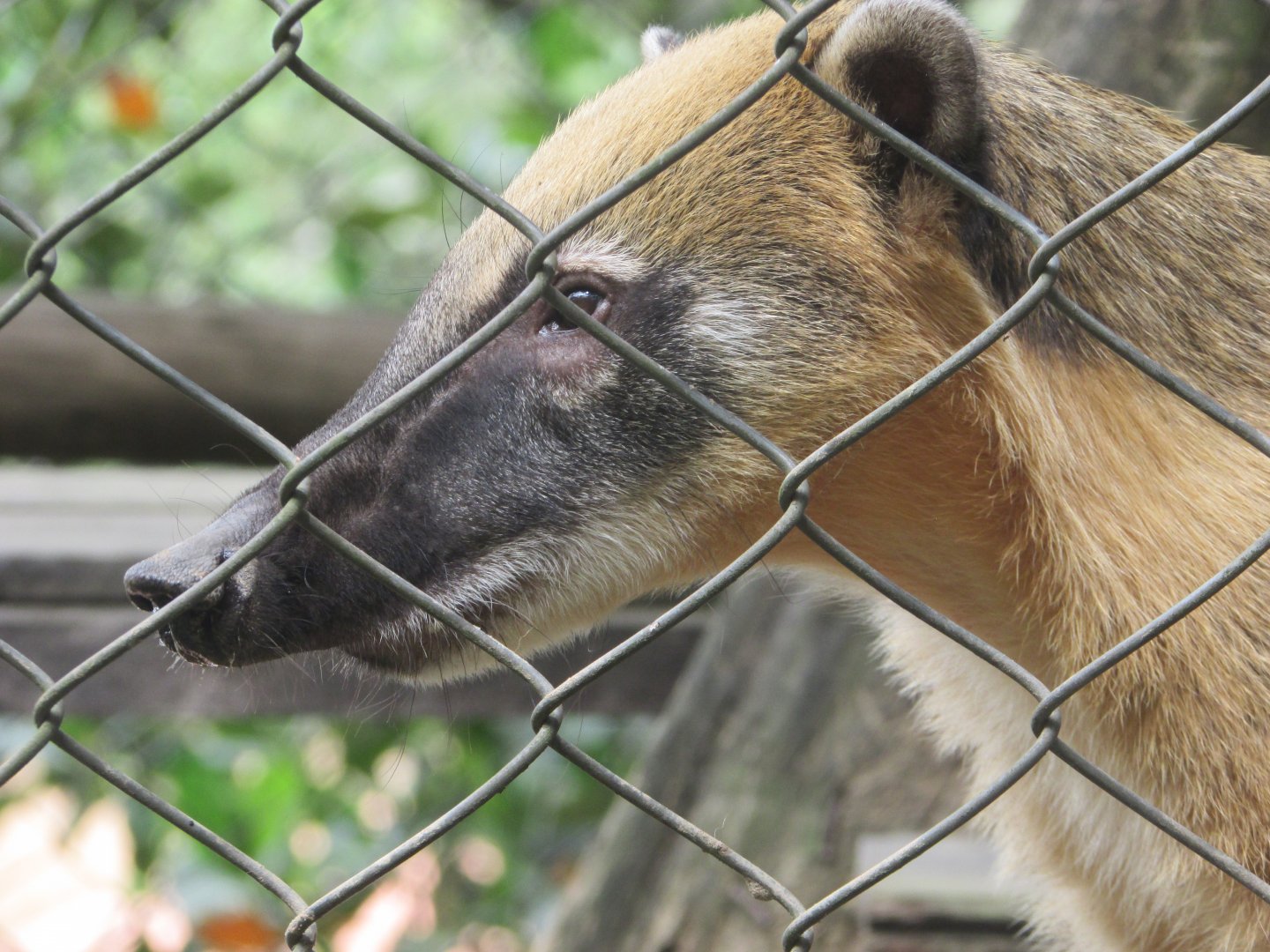 Arca do Noah - Ring-tailed coati
