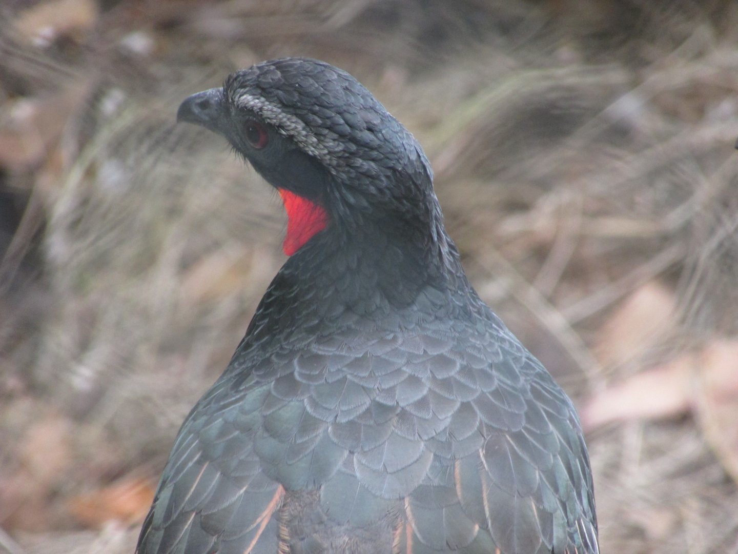 Arca do Noah - Rusty-margined guan