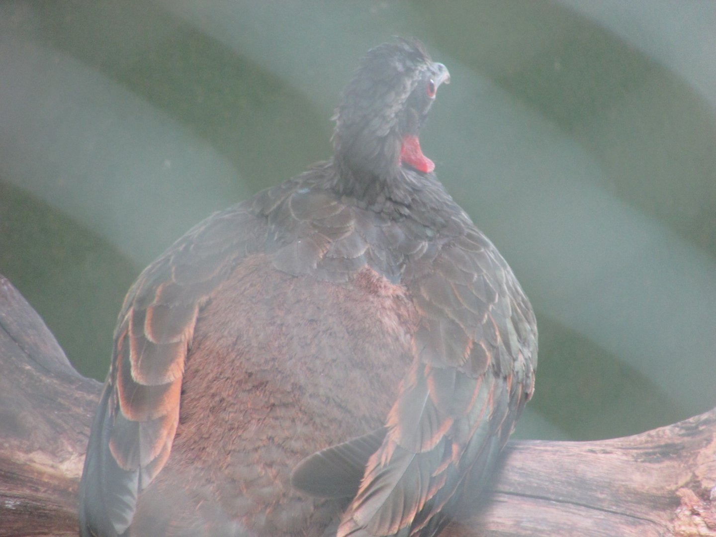 Arca do Noah - Rusty margined guan