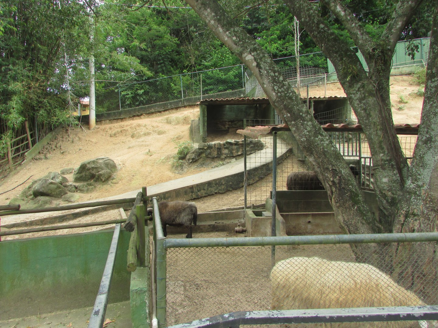 Arca do Noah - Sheep pen