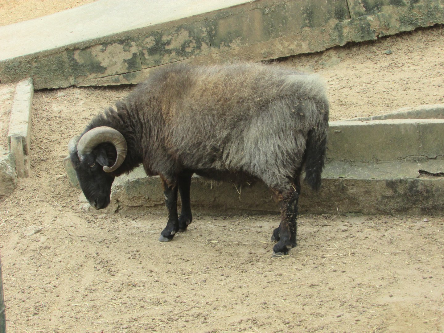 Arca do Noah - Sheep