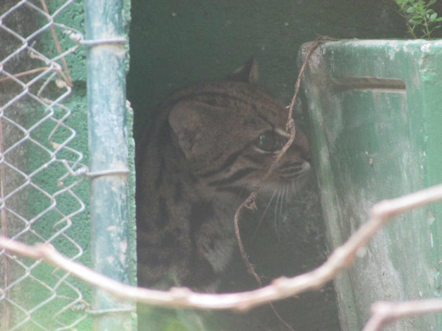 Arca do Noah - Southern tiger cat