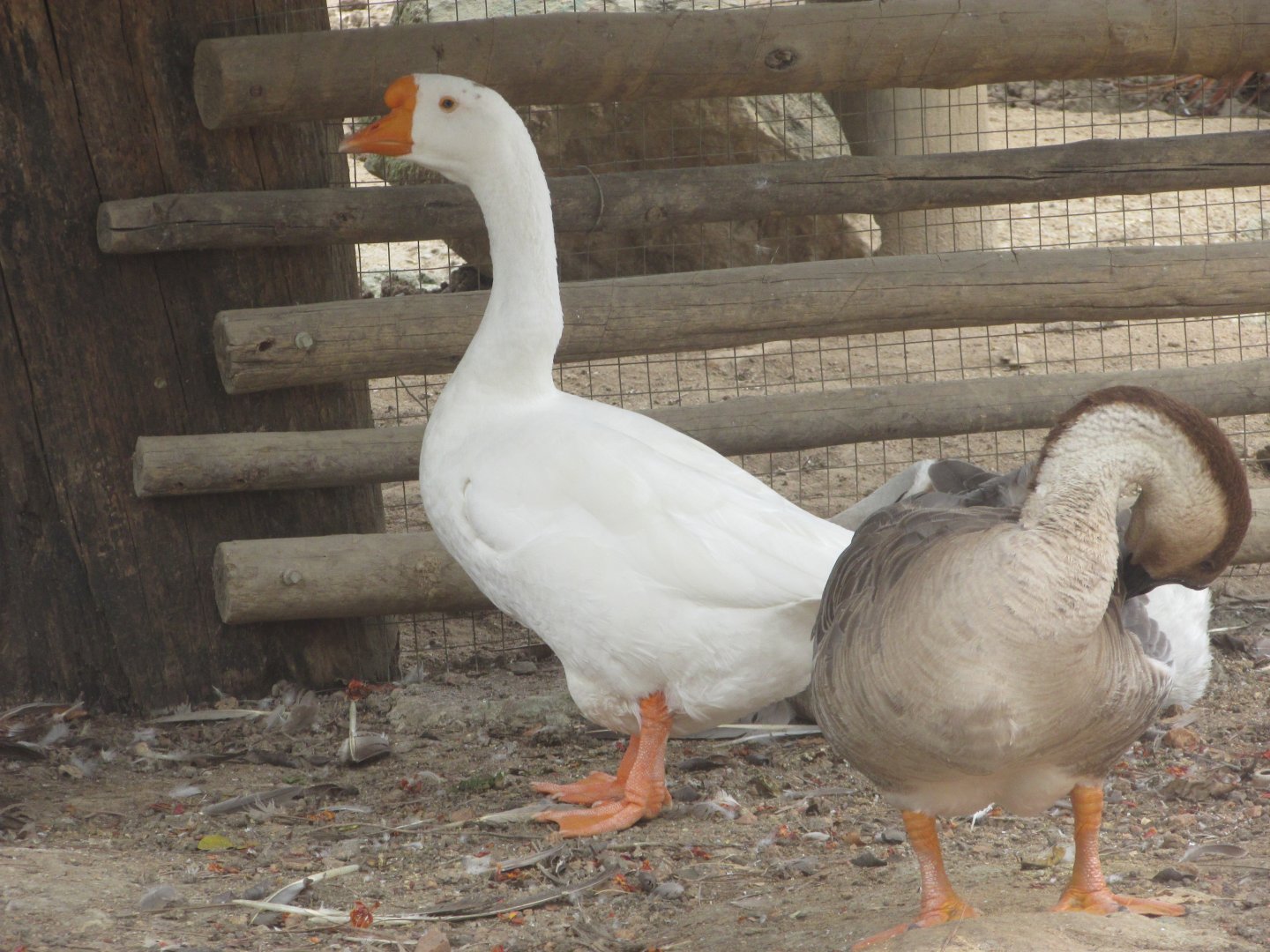 Arca do Noah - Swan geese