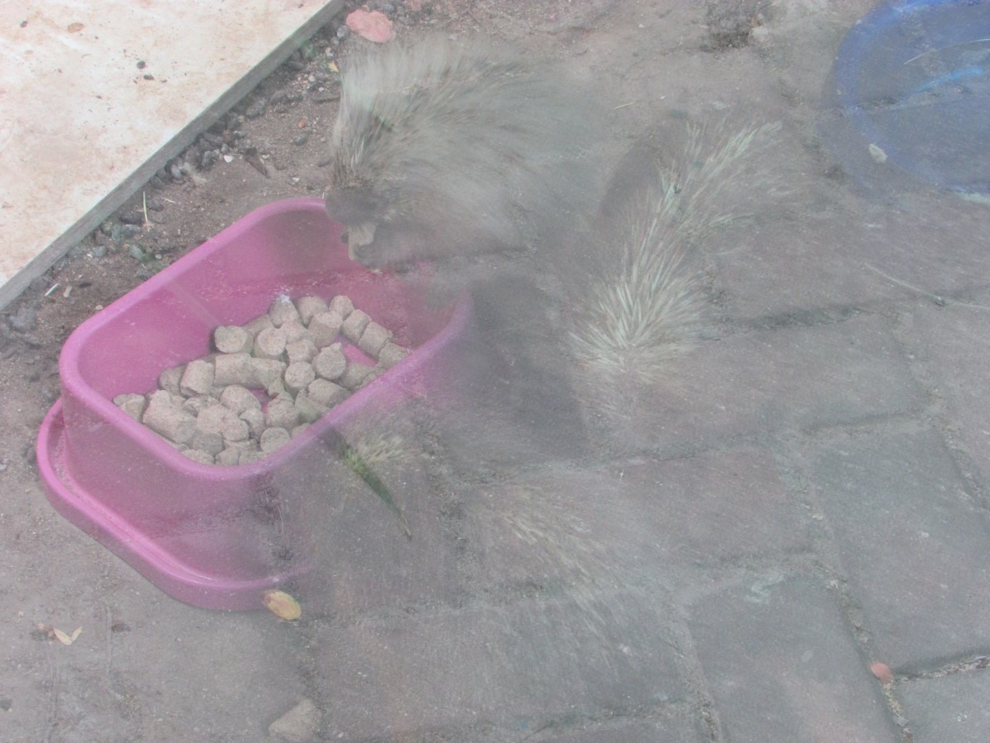 Arca do Noah - Three Paraguayan hairy dwarf porcupines