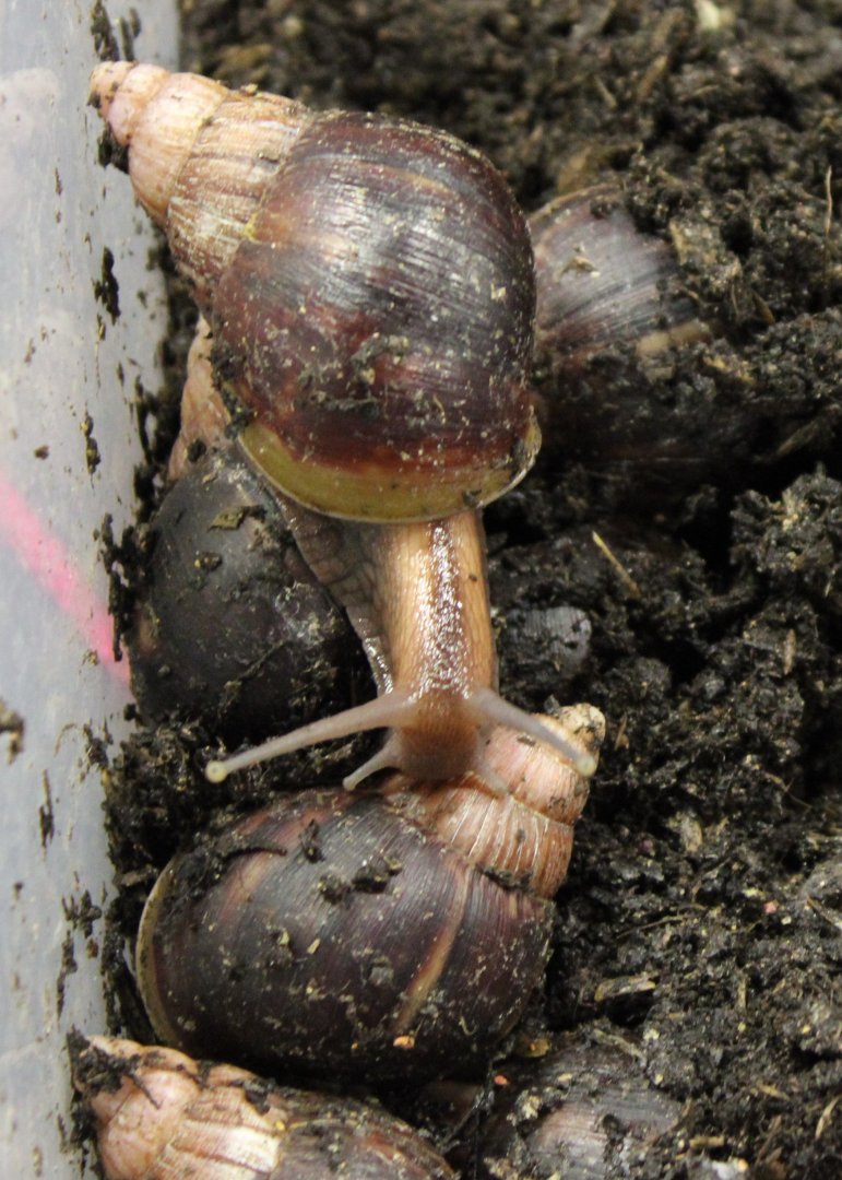Archachatina glutinosa