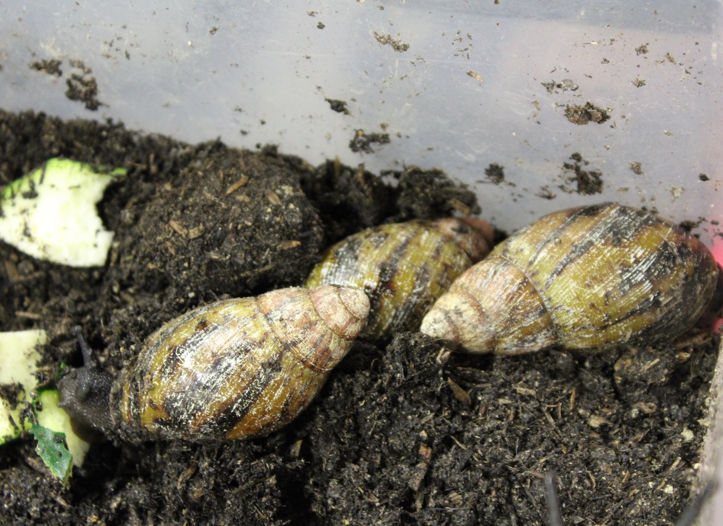 Archachatina knorri