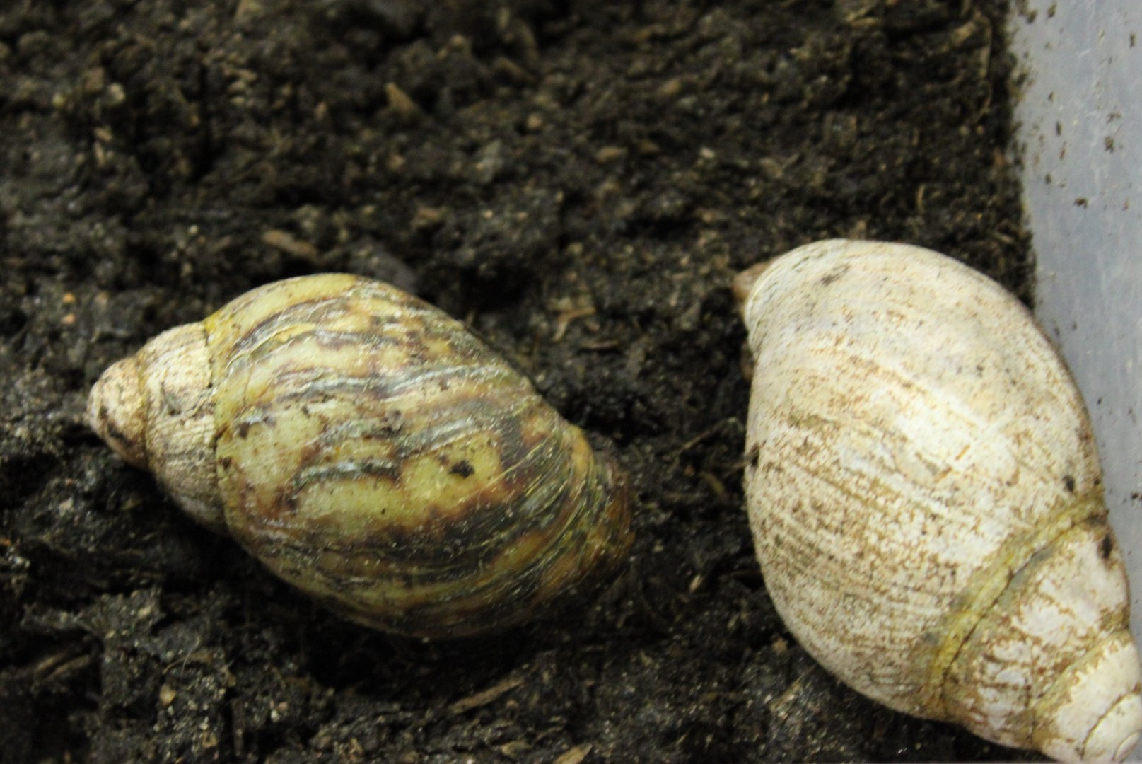 Archachatina ( marginata ) rhodei