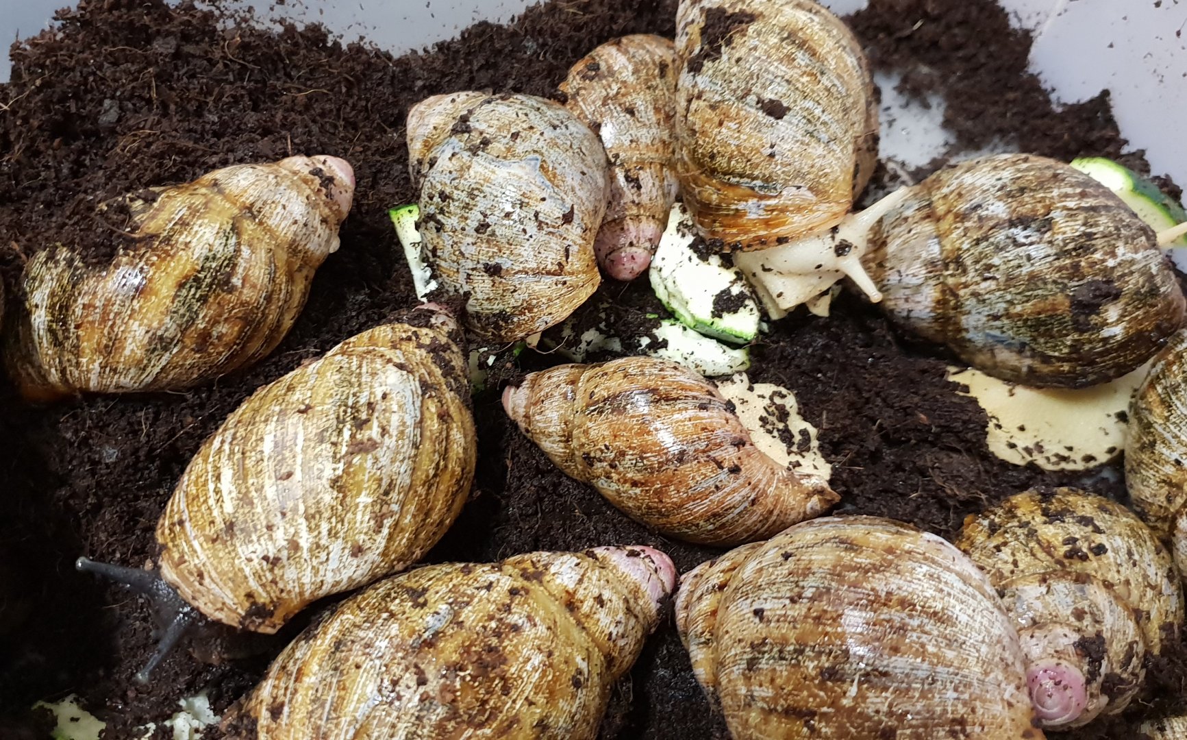 Archachatina marginata suturalis