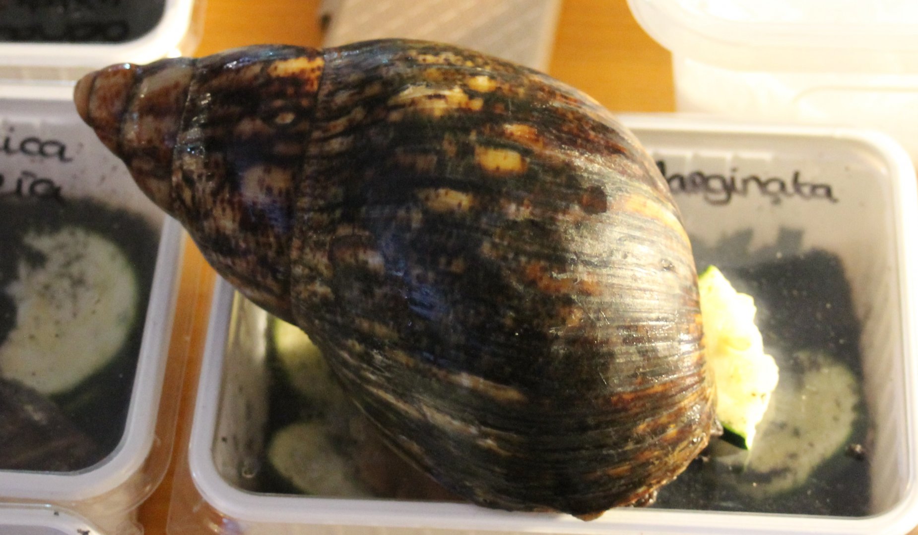 Archachatina marginata