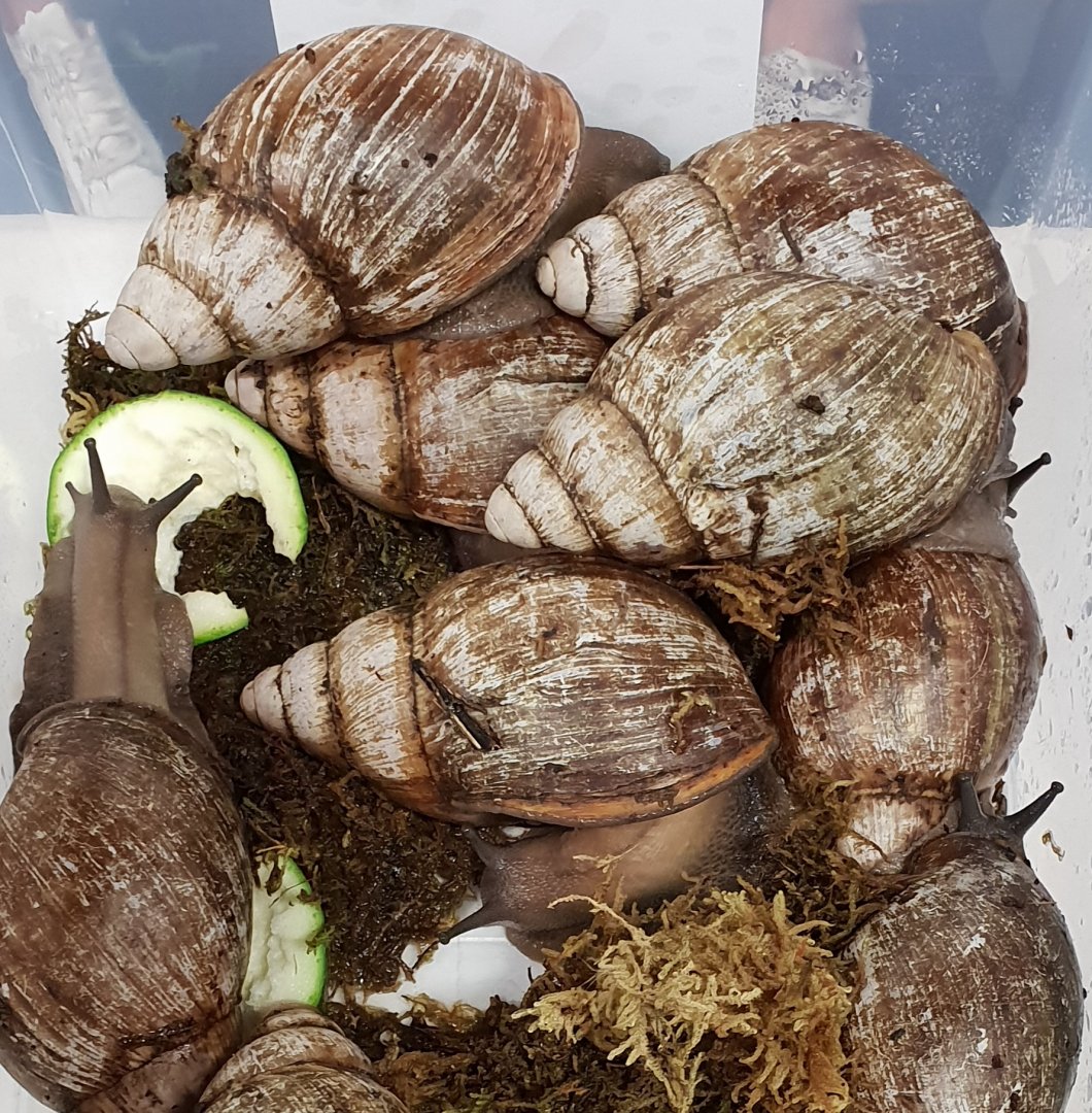 Archachatina puylaerti