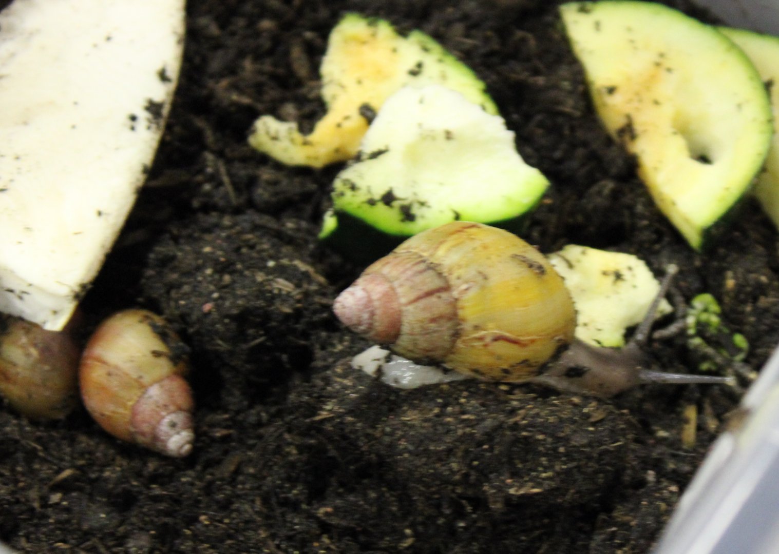 Archachatina zanzibarica