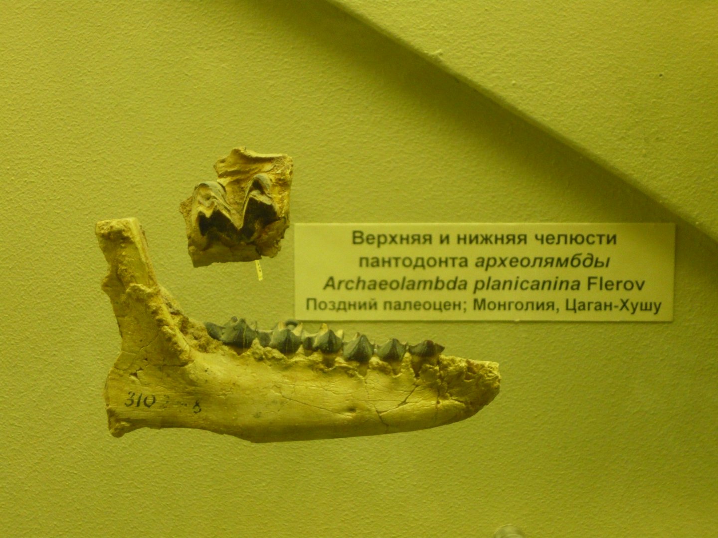 Archaeolambda planicanina upper jaw fragment and mandible